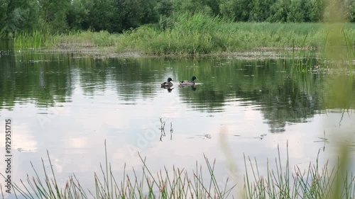 Wild ducks swimming on a lake in summer. General view