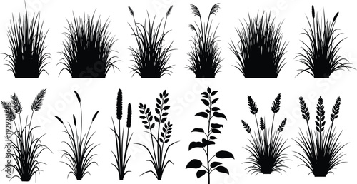 Black Silhouette Vector Set of Realistic Wild Grass Meadow Plants Field Reeds Wheat Grains and Ornamental Foliage Isolated on White Background