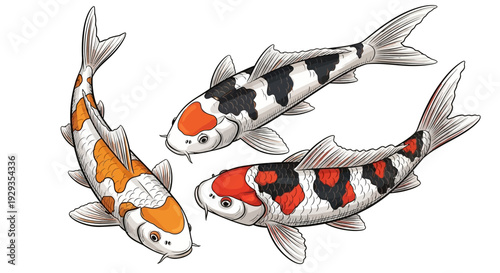 Three colorful koi fish swimming, Japanese carp illustration, white background