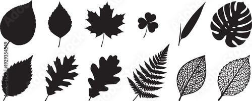 Silhouette collection of diverse leaf shapes including maple oak clover and fern on transparent background