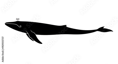 Black whale swimming in ocean water.