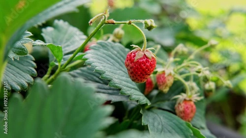 Fresh strawberries growing on plants in a sunny field 