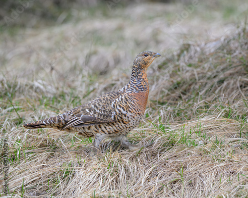 Female Western Capercaillie (Tetrao urogallus) in its natural habitat, camouflaged forest bird.