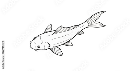 Elegant Koi Carp Fish Line Art Illustration on White Background