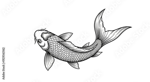 Hand Drawn Koi Fish Illustration - Black and White Ink Drawing