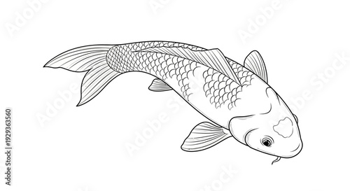 Koi Fish Illustration - Hand Drawn Line Art, Japanese Carp Drawing