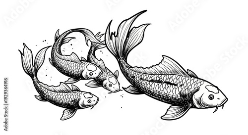 Hand Drawn Koi Fish Illustration