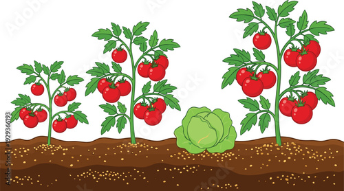 Tomato plants and cabbage cross-section vector illustration, ripe red tomatoes on vines with cabbage in soil for garden farming education and botany designs