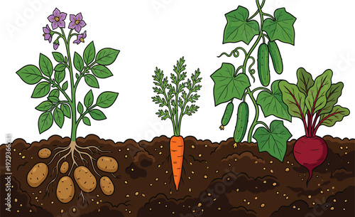 Vegetable plants cross-section vector illustration, potato carrot cucumber beetroot with roots tubers in soil for garden farming education and botany designs