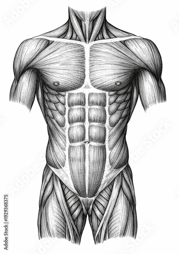 Human Muscle Anatomy Vintage Engraved Illustration Front View Isolated on White