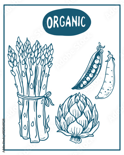 Hand drawn vector illustration of vegetables, perfect for invitations, menus, parties. La dolce vita minimalist line art for poster, placard, print, card.	