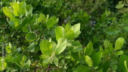 Wallpaper Mural Beluntas (Pluchea indica) plant in the garden. Also known as Indian camphorweed, Indian fleabane, and Indian pluchea. Can be used as traditional medicine. Torontodigital.ca
