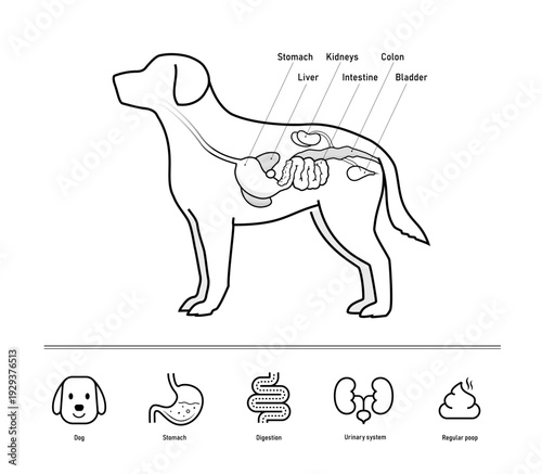 The dog digestive system illustration with set of icons for dogs health projects. The outline icons are well scalable and editable. Contrasting elements are good for different backgrounds. EPS10.	