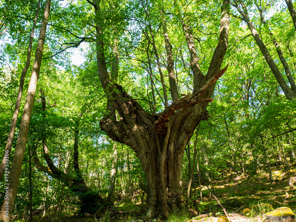 Obraz premium tree in the forest