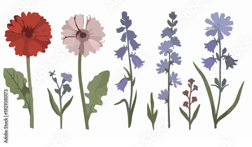 Hand Drawn Wild Flower Bouquet Set with Gerbera Bluebell and Chicory Vector Illustration

