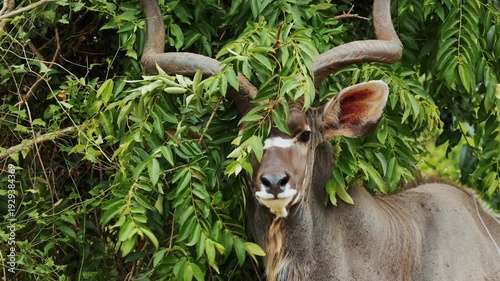 Closeup portrait Kudu antelope stuck in leaves bushes portrait. Wild life nature mammal animals of South Africa in natural habitat. African safari, exotic country. Conservation nature in national park
