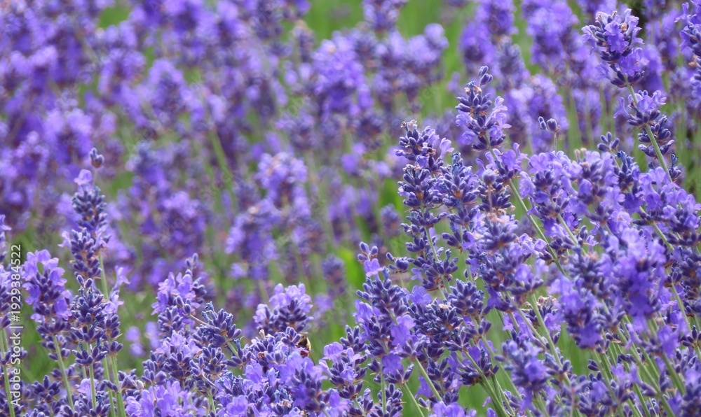 Obraz premium field of lavender