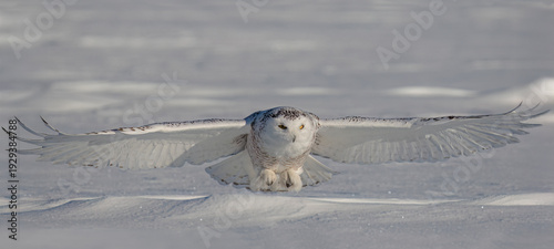 Snowy owl (Bubo scandiacus) lifts off and flies low hunting over a snow covered field in Ottawa, Canada