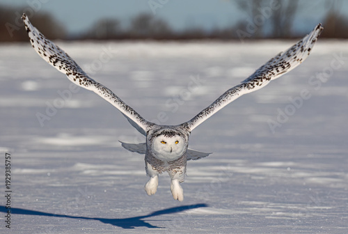 Snowy owl (Bubo scandiacus) lifts off and flies low hunting over a snow covered field in Ottawa, Canada