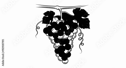 Bunch of ripe grapes with leaves and curling tendrils hanging