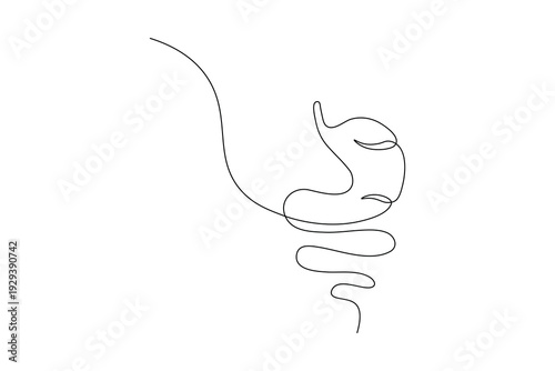stomach, anatomy, organ, medical, health, digestion, digestive, icon, line, drawing, continuous, minimalist, art, vector, illustration, outline, biology, human, body, simple, healthcare, internal, sys