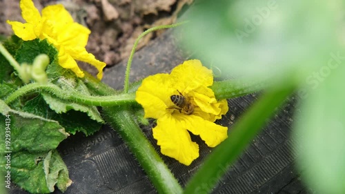 The bee pollinates the cucumber flower. Close up shot