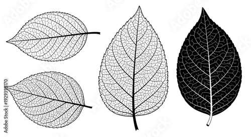 Set of Skeletonized Leaves with Detailed Veins, Black and White, Isolated on White Background