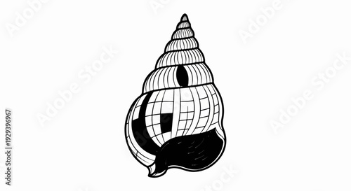 Detailed black and white illustration of a spiral seashell with hatching
