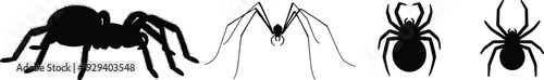 Four distinct spider silhouettes with varied body shapes and leg arrangements, minimalist black design, educational arachnid comparison illustration.