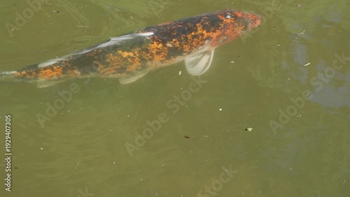 A Close Up View Of A Vibrant Orange, Black, And White Spotted Koi Fish Swimming Just Below The Murky Green Pond Water Surface.