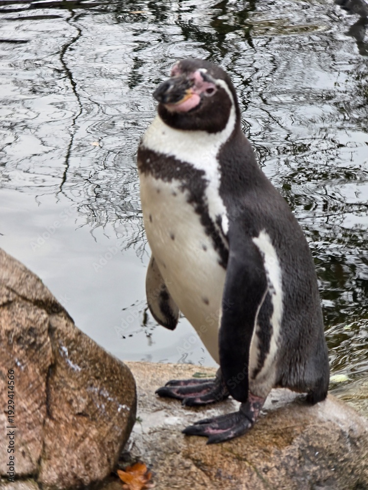 Obraz premium penguin on the rocks
