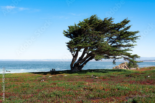 Quadro su tela Scenic coastal landscape with a windswept tree in Pacific Grove, California