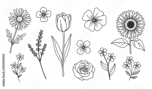 Hand drawn spring summer flowers minimal outline botanical vector set