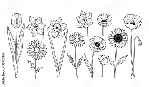 Thin line spring summer flowers modern botanical vector illustration set
