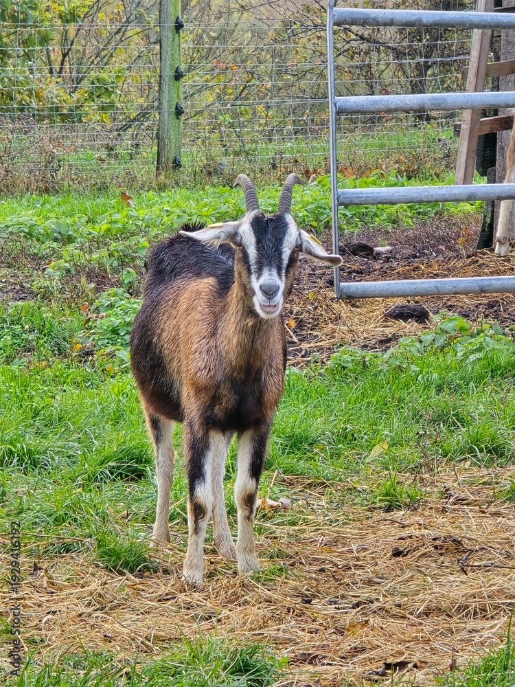 Obraz premium goat on the farm