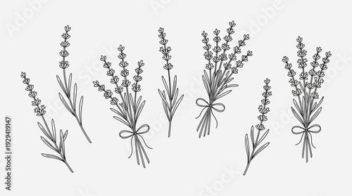 Lavender sprigs tied with twine in a delicate grayscale botanical illustration pencil sketch