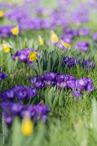 purple and yellow flowers, field of crocuses in spring 