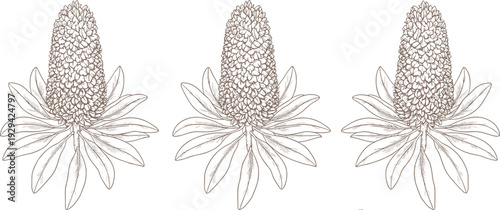 Black and white botanical illustration featuring three identical cone‑shaped inflorescence flowers with elongated leaves, arranged in symmetrical row 
