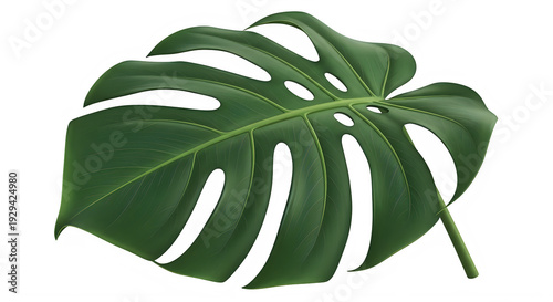 A single, large, deep green Monstera deliciosa leaf is isolated against a stark white background for design use.