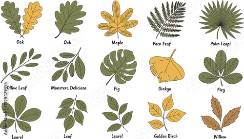 Leaf collection illustration set, botanical foliage vector artwork, plant identification design graphics, educational nature icons collection, greenery symbol
