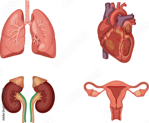 Detailed human internal organs anatomy illustration set featuring lungs, heart, kidneys, and uterus in vibrant red and blue medical diagram style on white background
