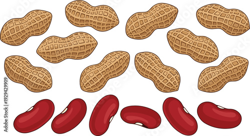 Peanuts in Shell and Red Kidney Beans Isolated on White Background Healthy Food Vector Illustration Set