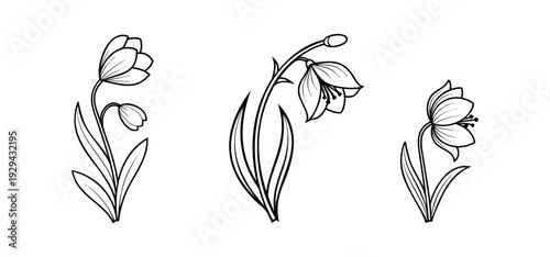 Spring Flower Line Art Vector: Set of Hand-Drawn Minimalist Bell-Shaped Floral Outlines