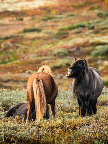 Three Wild Horses in Dovrefjell-Sunndalsfjella National Park – Funny Yawning Horse in Norwegian Mountains