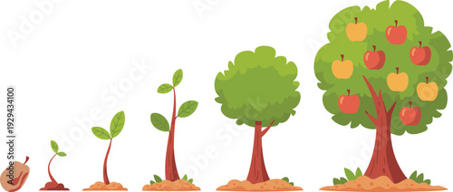 Apple tree growth stages, seed to fruit, plant development, seedling sprout, foliage expansion, mature tree, botanical cycle, nature illustration