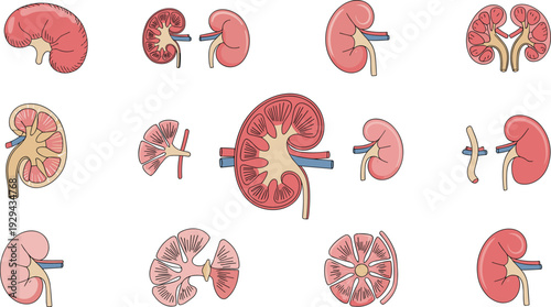 Human kidney anatomy vector illustration set with cross section details, medical organ diagram collection isolated on white background for healthcare education and biology design