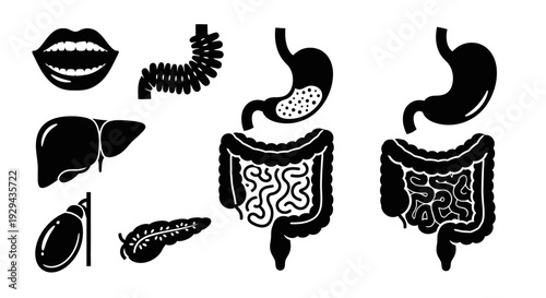 Human Digestive System Organs Anatomy Illustration.