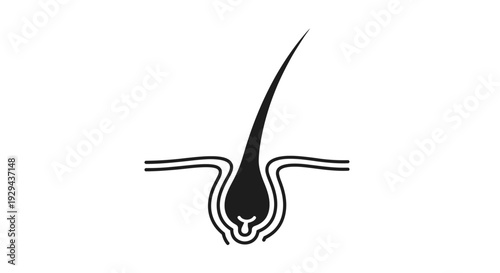 Black Hair Follicle Diagram Illustration.