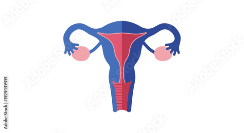 Female Reproductive System Uterus Ovaries Diagram.