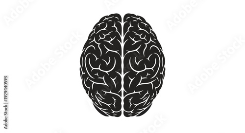 Human Brain Illustration with Detailed Structure.